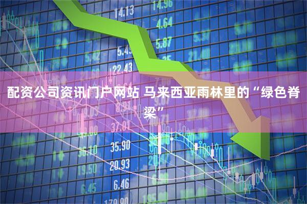 配资公司资讯门户网站 马来西亚雨林里的“绿色脊梁”